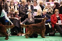 Crufts2011_2 030